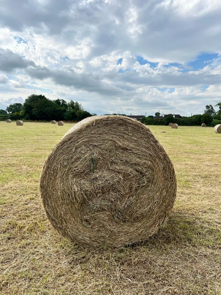 Hay 4x4 Bales - Image 2