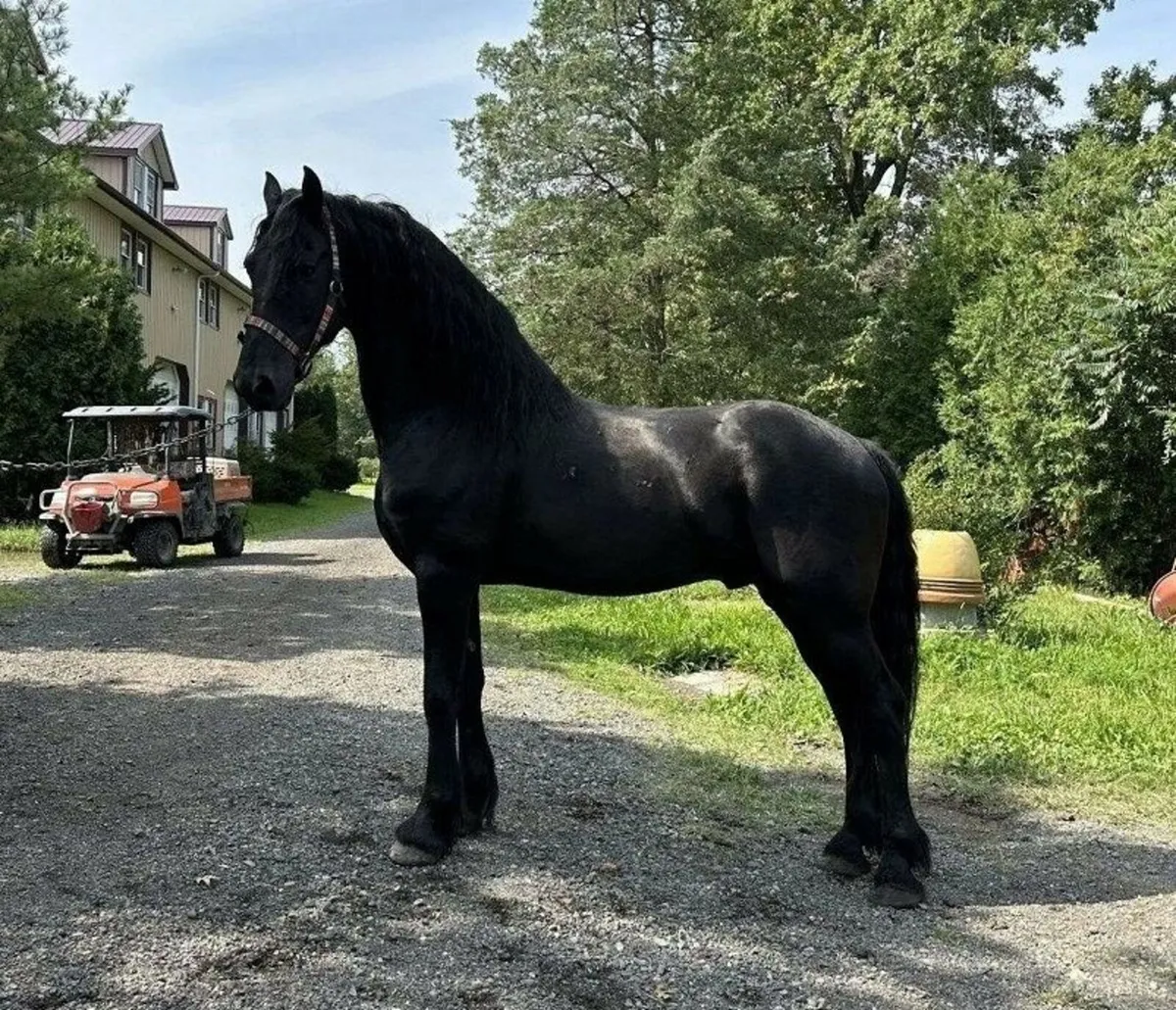 GOLBERG is 7yrs old Black Friesian gelding - Image 1