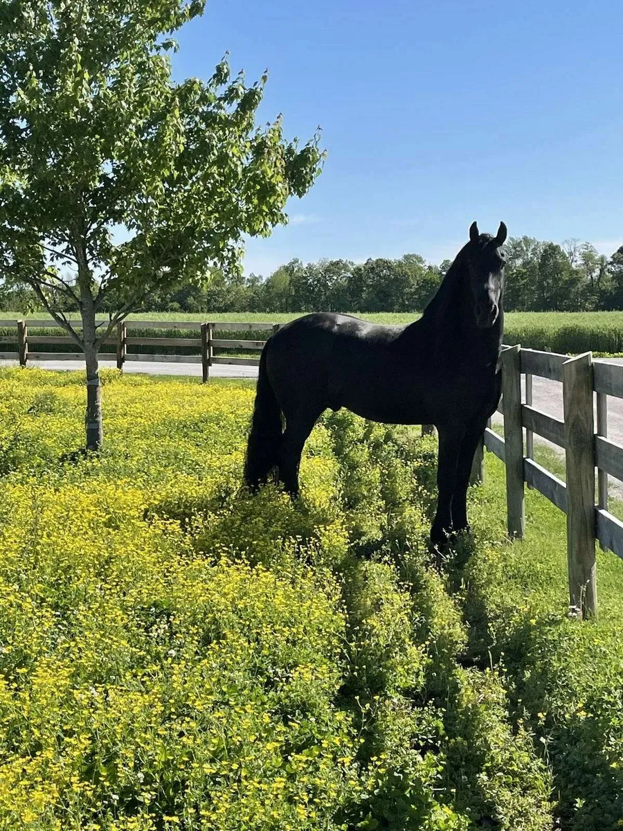 GOLBERG is 7yrs old Black Friesian gelding - Image 2