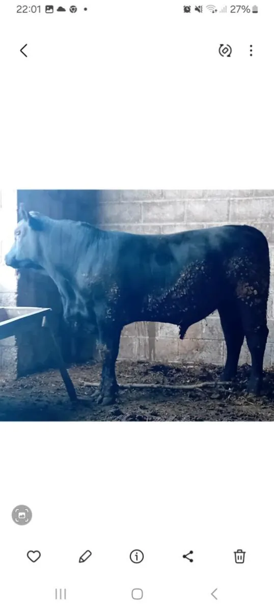Aberdeen Angus Bulls - Image 1
