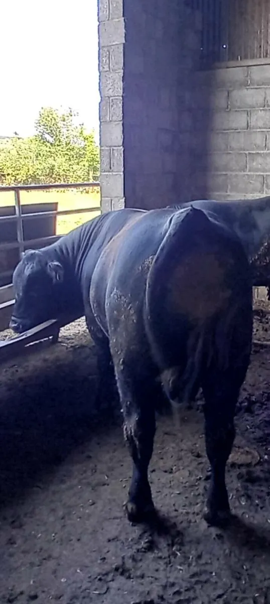 Aberdeen Angus Bulls - Image 2