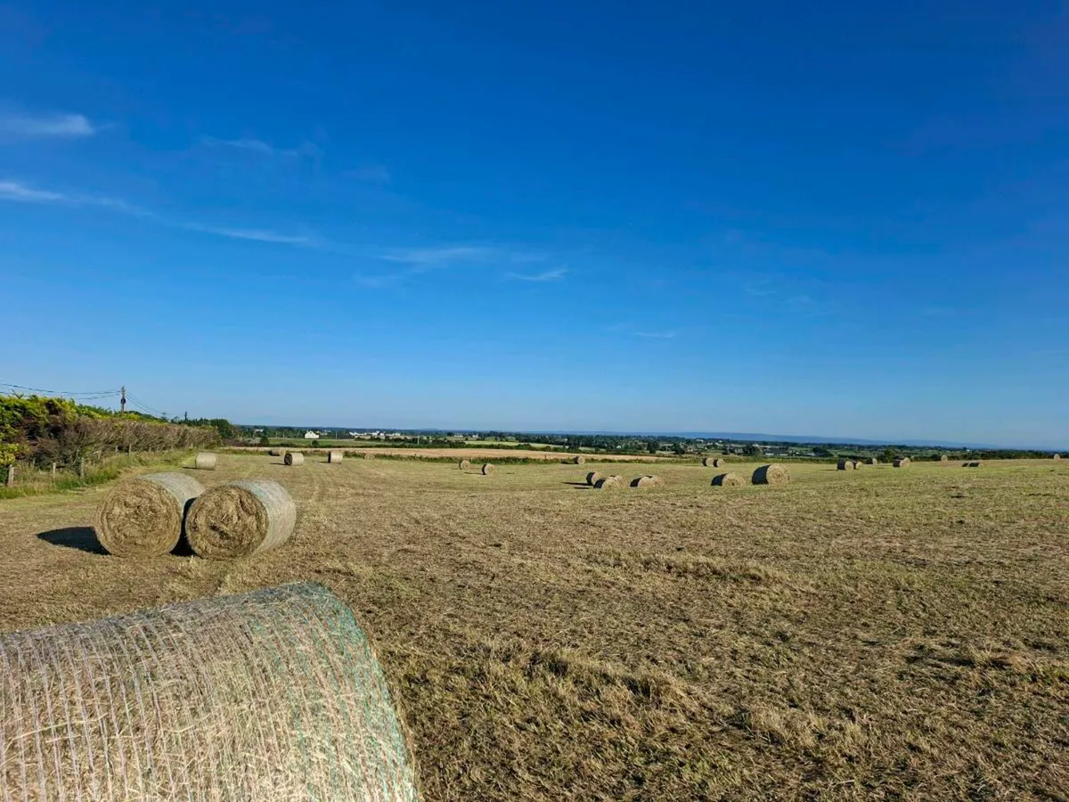 Hay for sale
