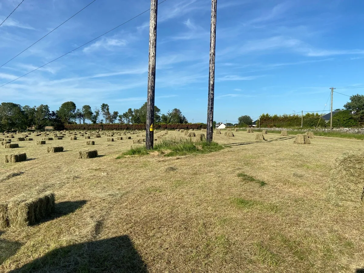 Square bales of hay - Image 1