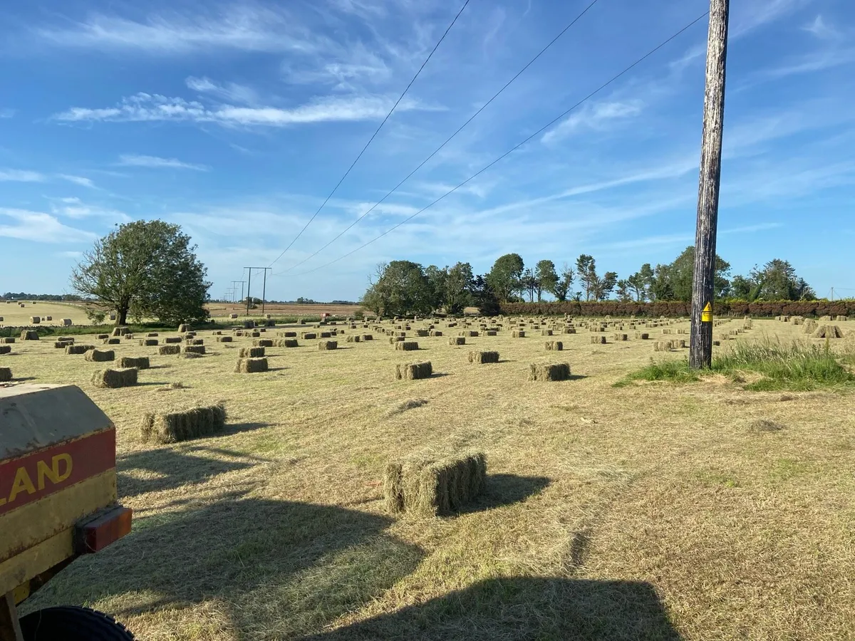 Square bales of hay - Image 3