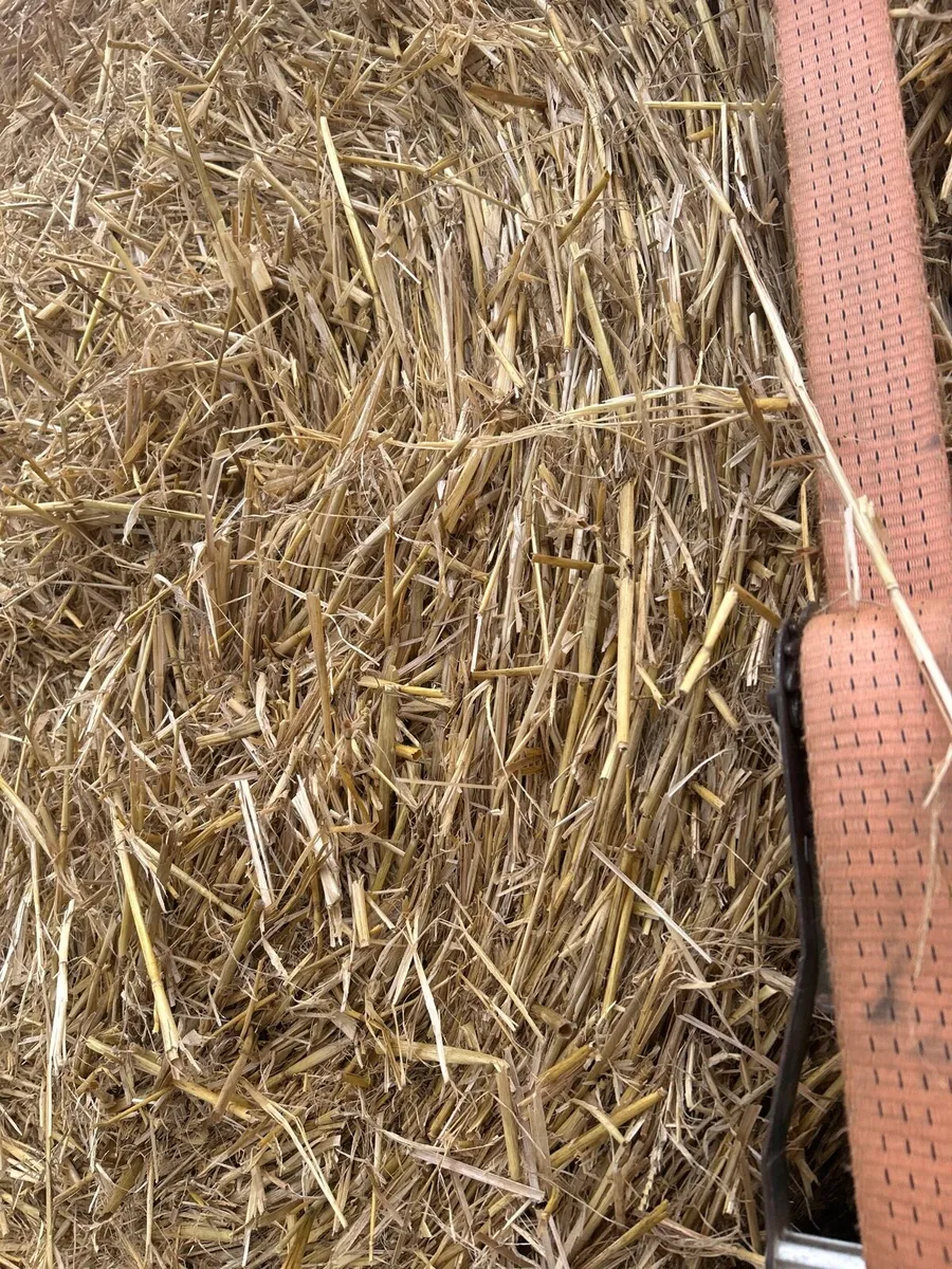 2025 barley Straw delivered
