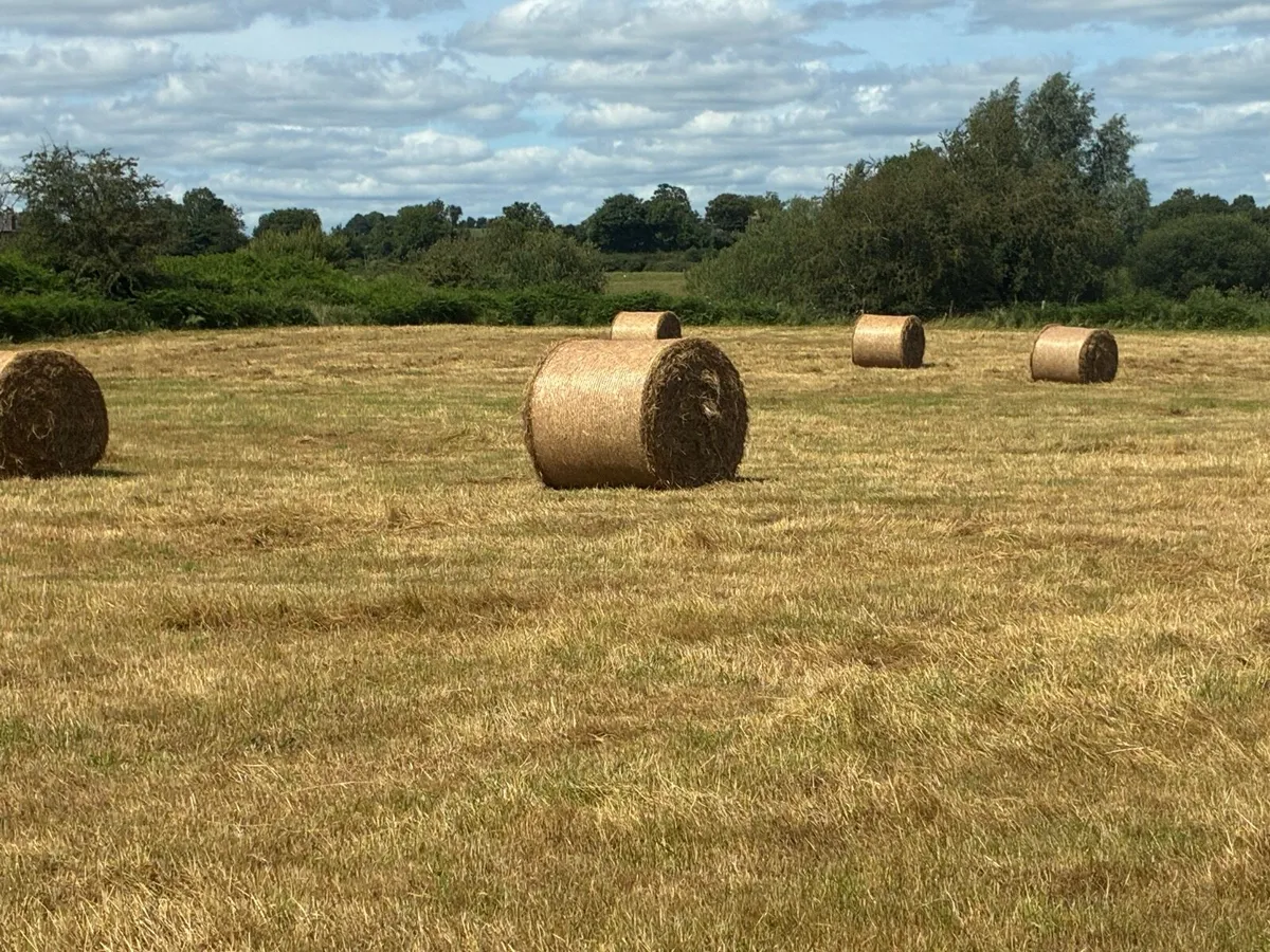 Hay - Image 2