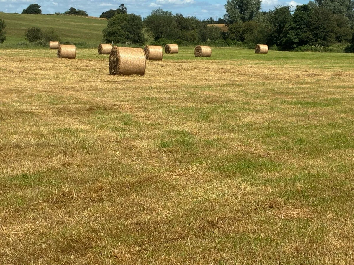 Hay - Image 3