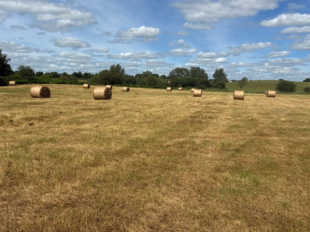 Hay - Image 4