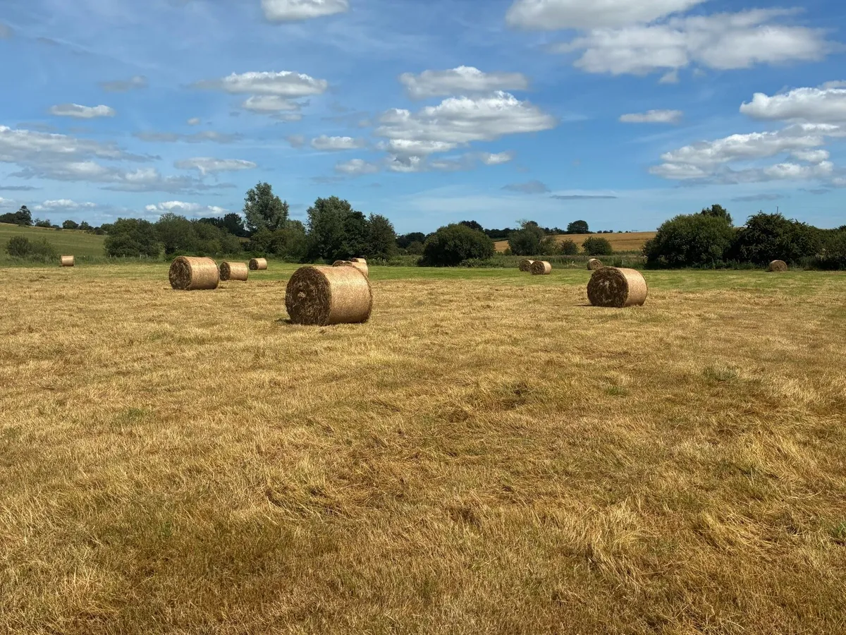 Hay - Image 1