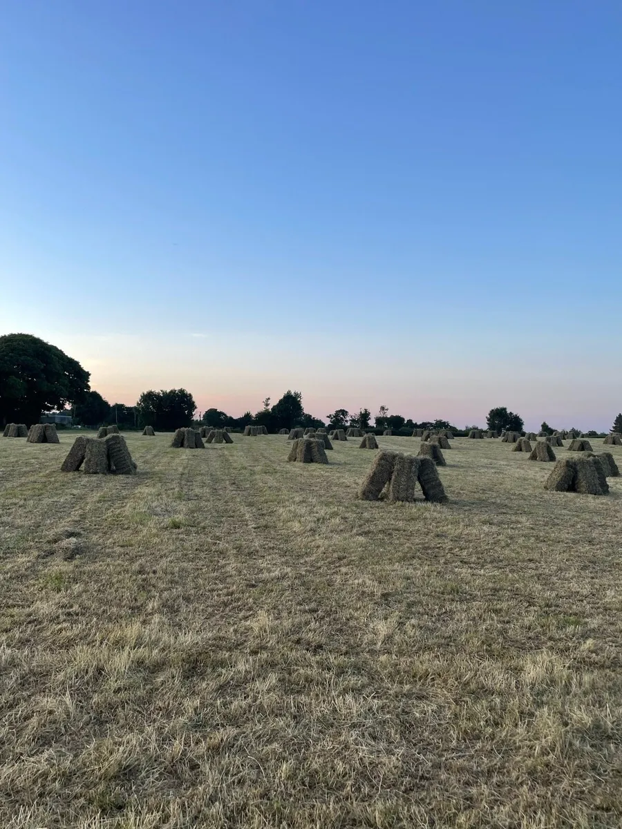 Small square bales of hay for sale - Image 2