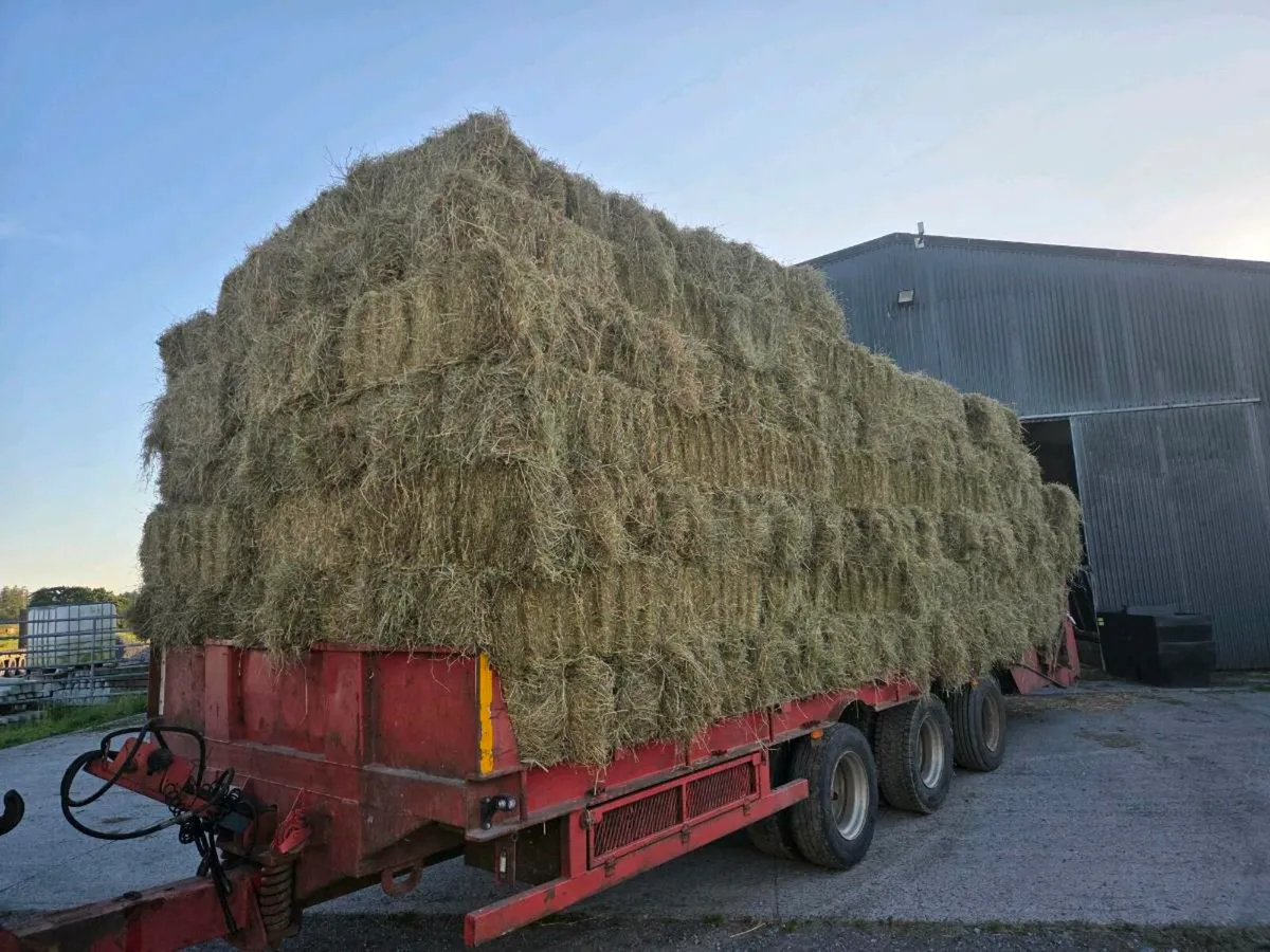 Hay Square bales - Image 1