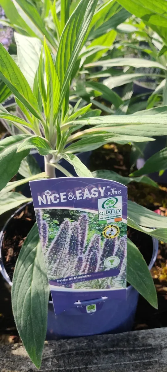 Plants - Image 2