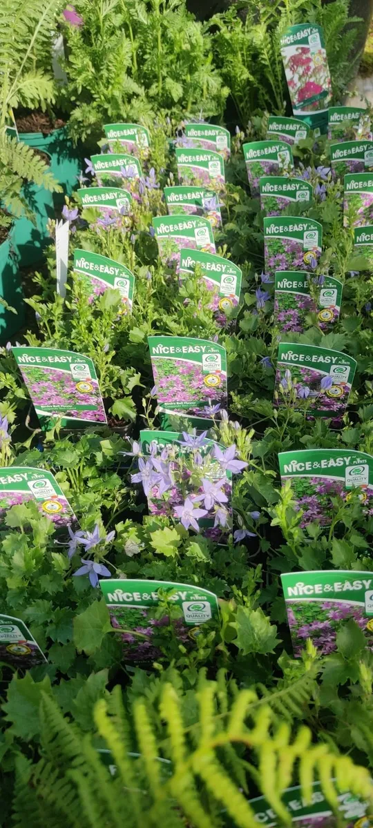 Plants - Image 3
