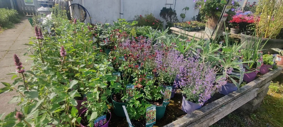 Plants - Image 4