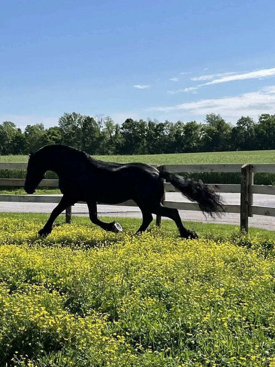 GOLBERG is 7yrs old Black Friesian gelding - Image 3