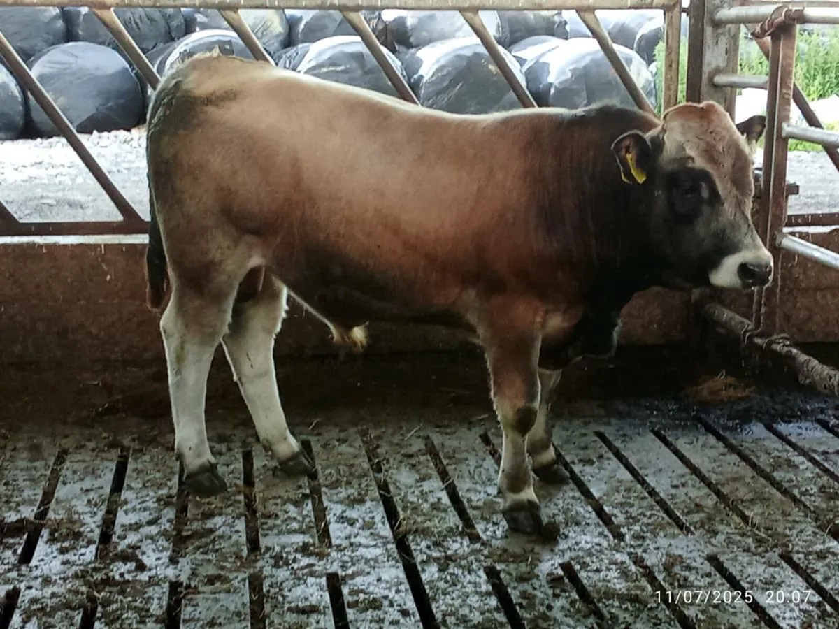 Bull - Image 1