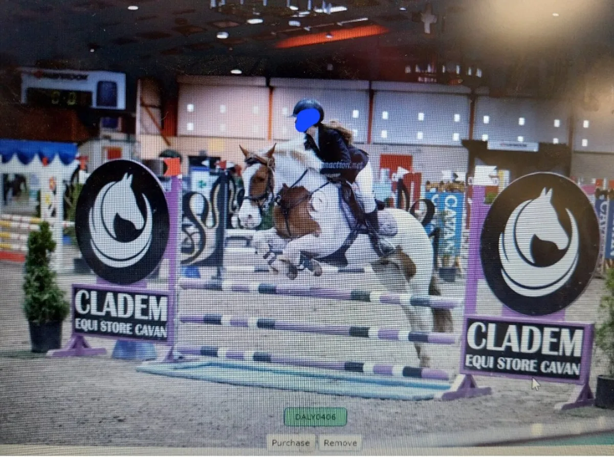 Amazing allrounder 14'2 Pony - Image 2