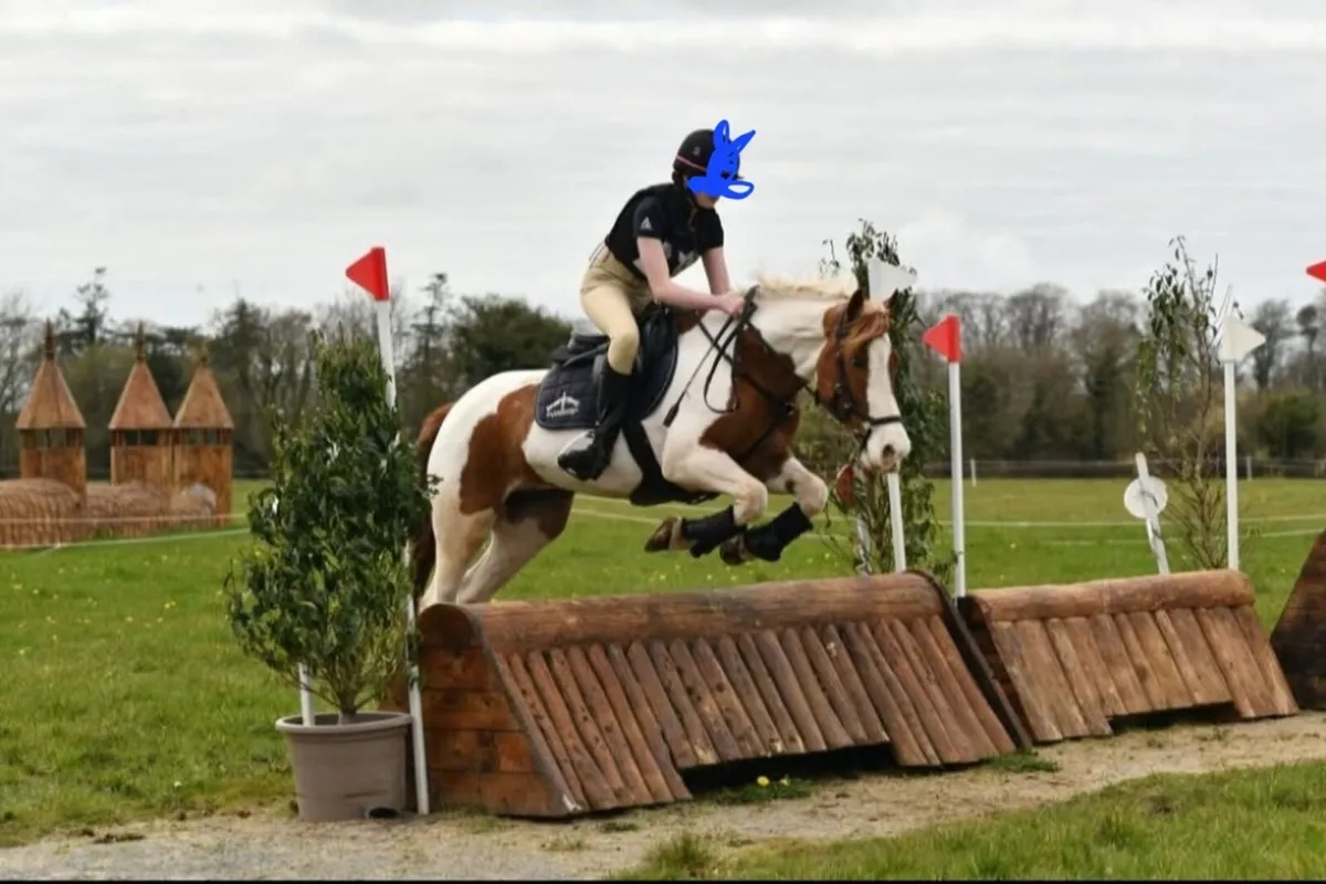 Amazing allrounder 14'2 Pony - Image 3