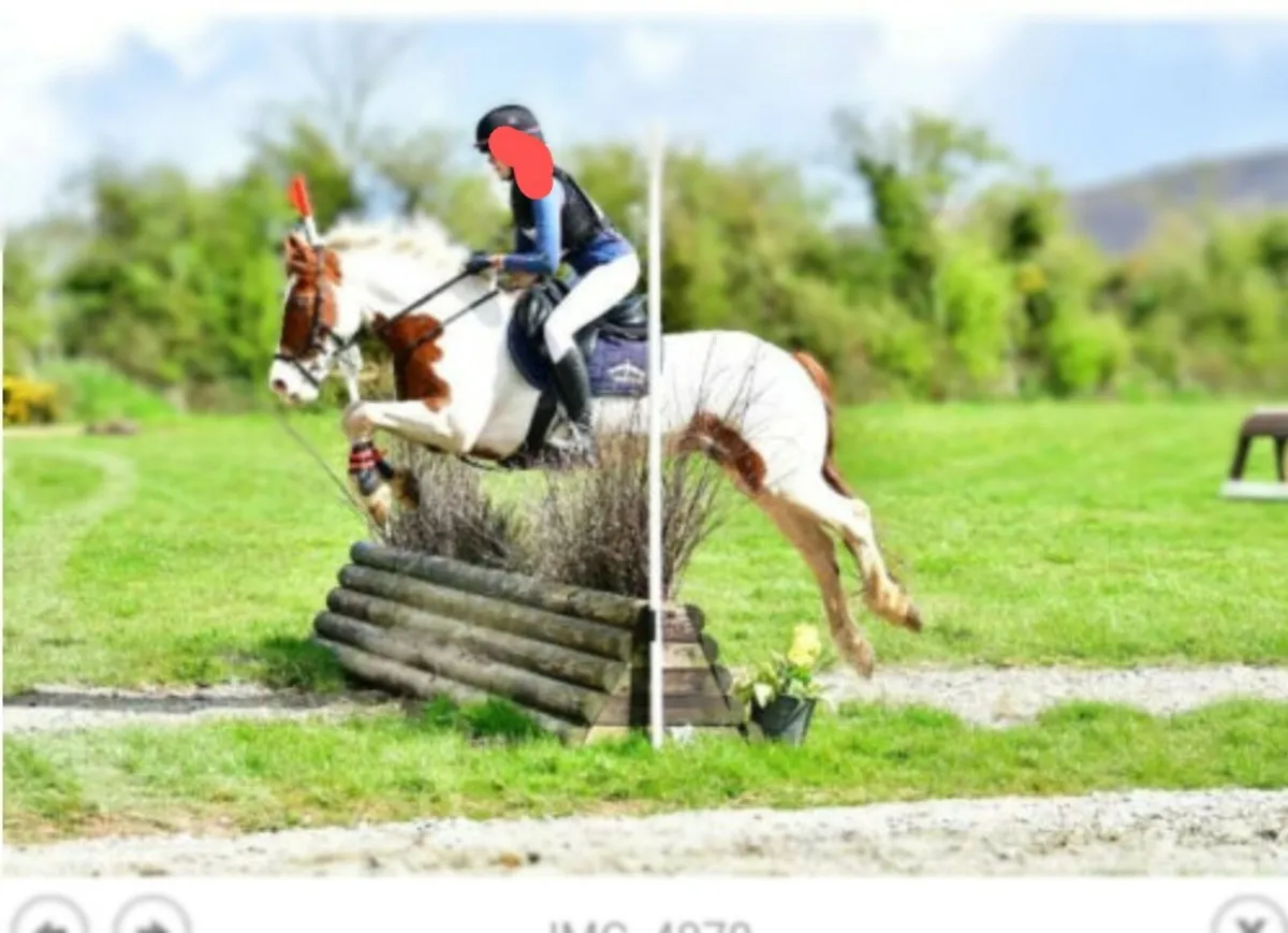 Amazing allrounder 14'2 Pony - Image 4