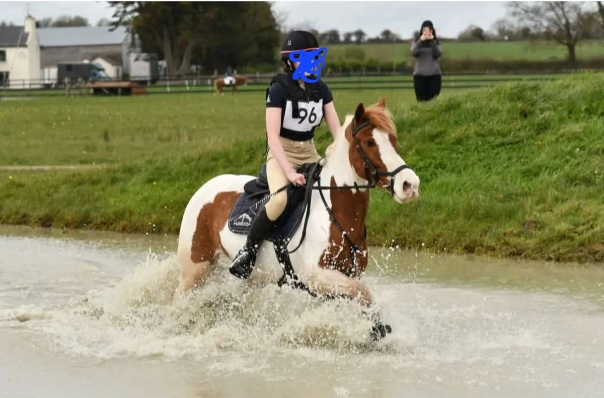 Amazing allrounder 14'2 Pony - Image 1