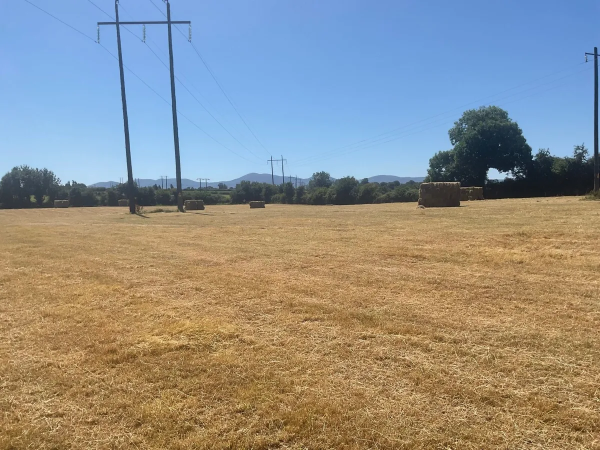 Small square bales of hay - Image 1