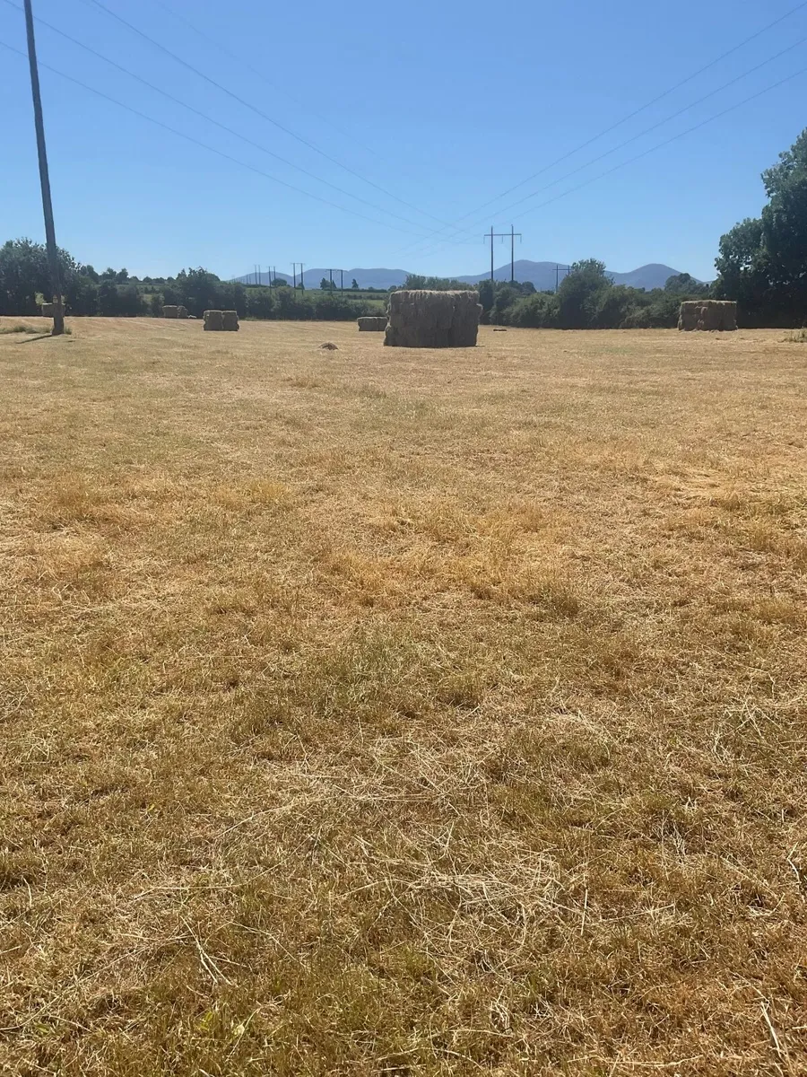 Small square bales of hay - Image 2