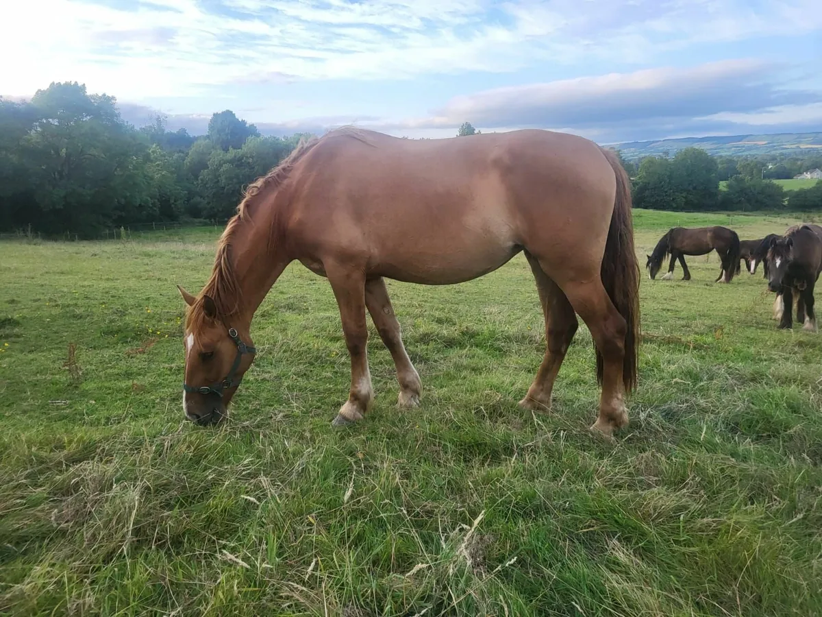 3yr old draught and 4yr old sport fillies - Image 1