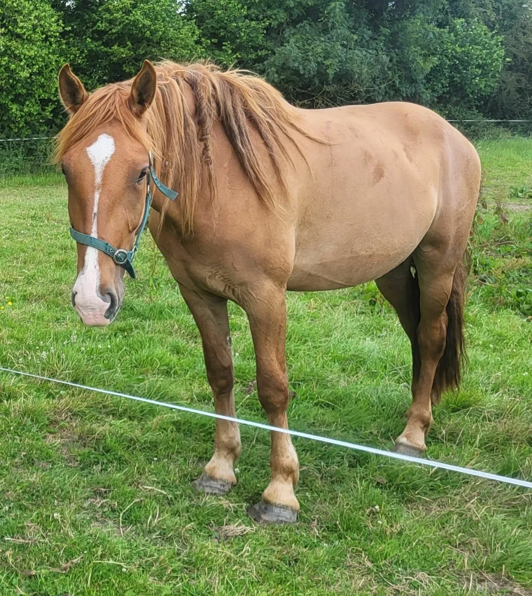 3yr old draught and 4yr old sport fillies - Image 2