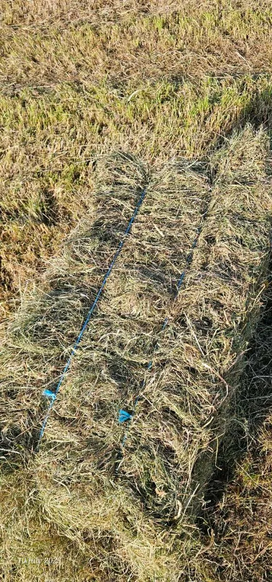Round Bales of Hay - Image 2