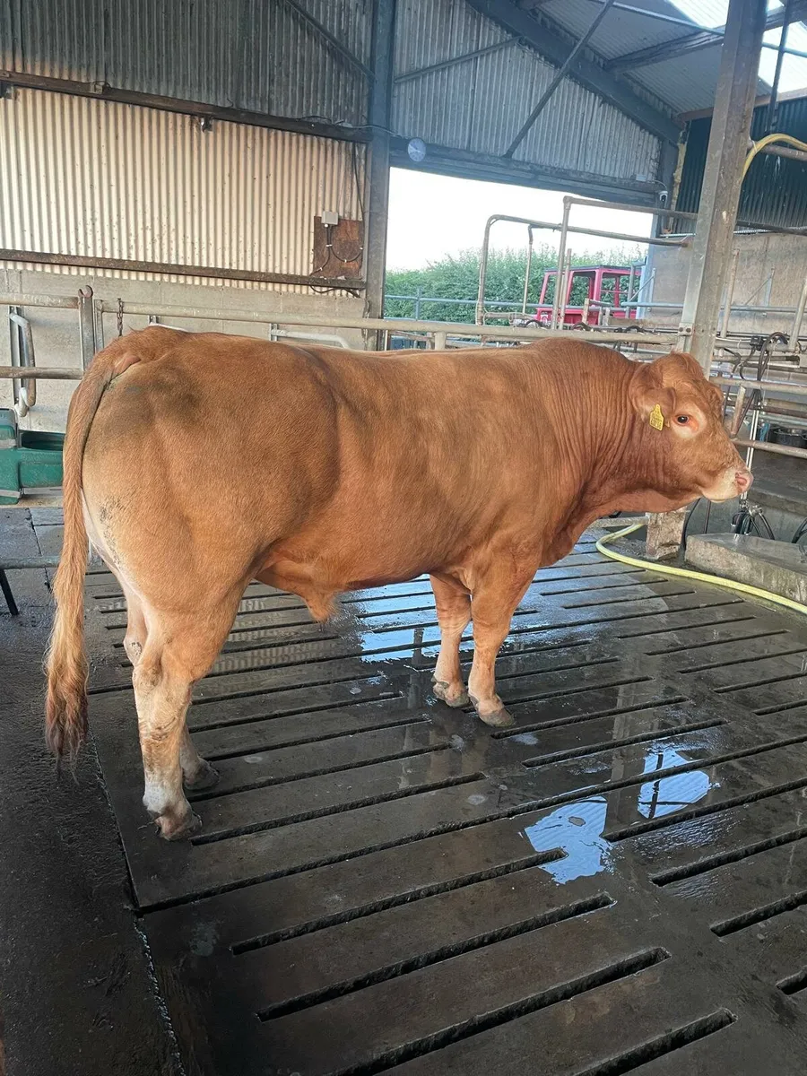 Limousin Bull - Image 2