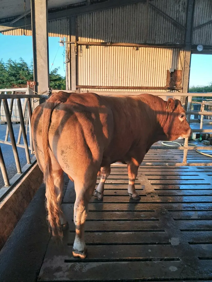 Limousin Bull - Image 4