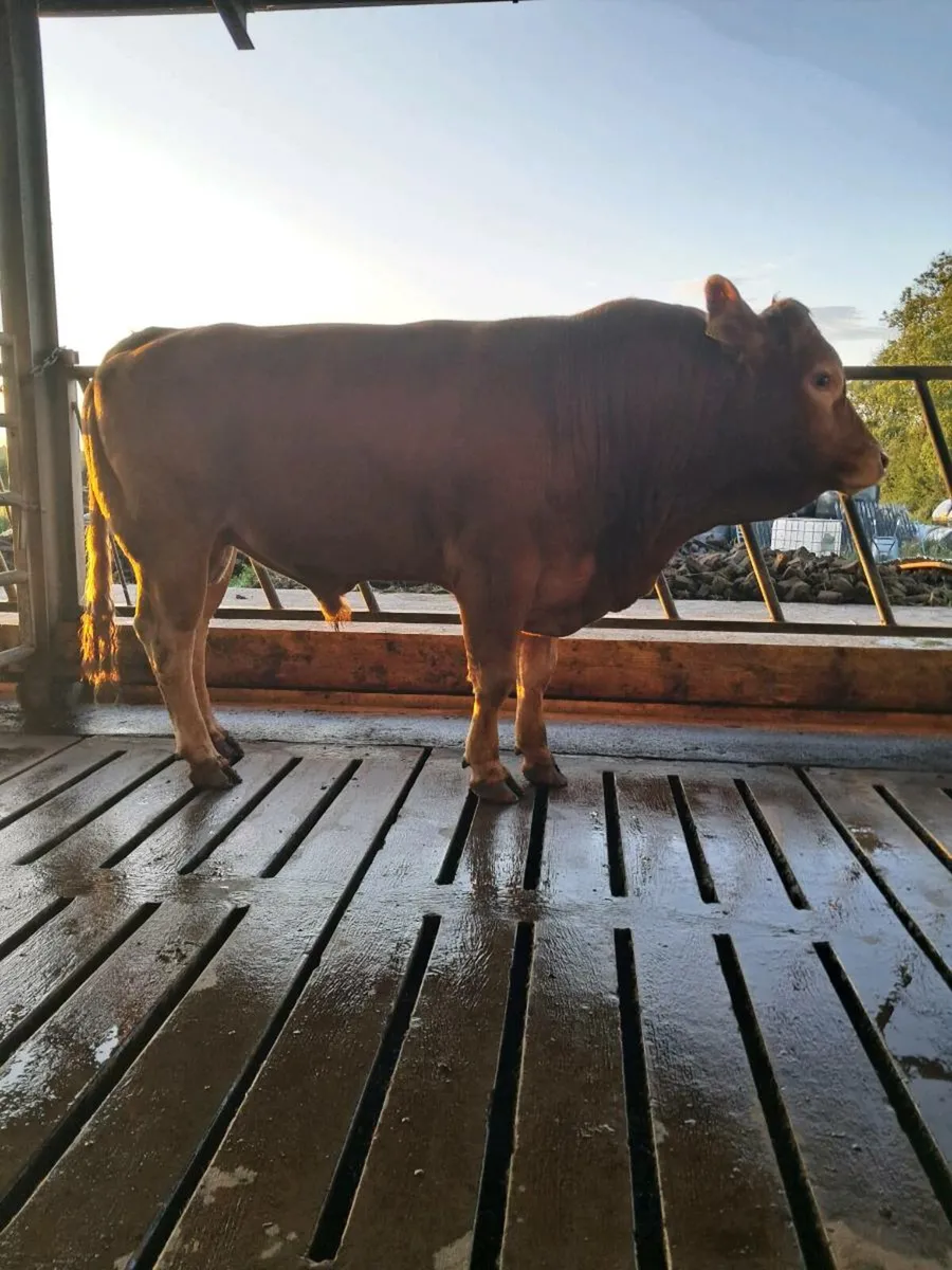 Limousin Bull - Image 1