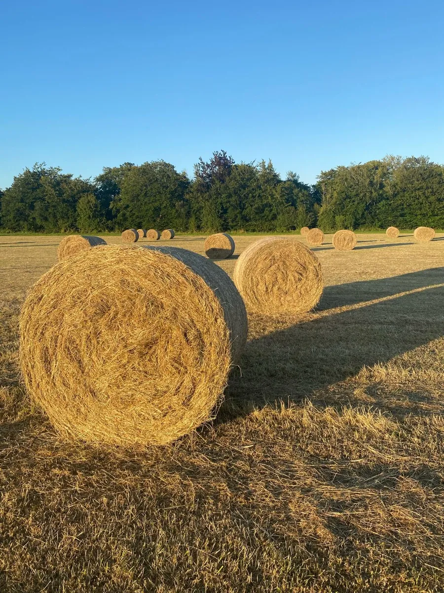 Top quality hay for sale - Image 1