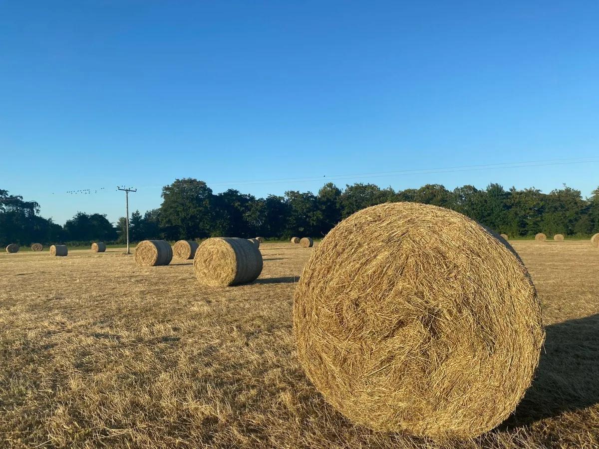 Top quality hay for sale - Image 2