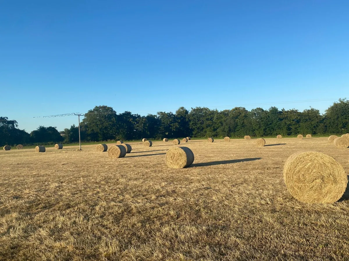 Top quality hay for sale - Image 3