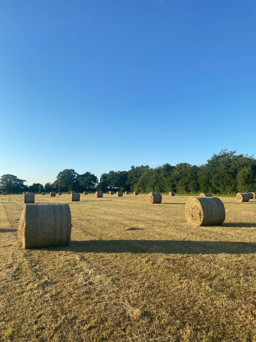 Top quality hay for sale - Image 4