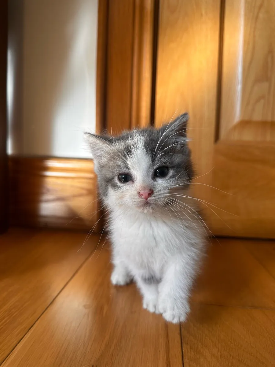 Grey & White Kitten - Image 1