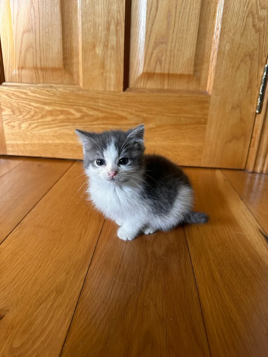Grey & White Kitten - Image 2
