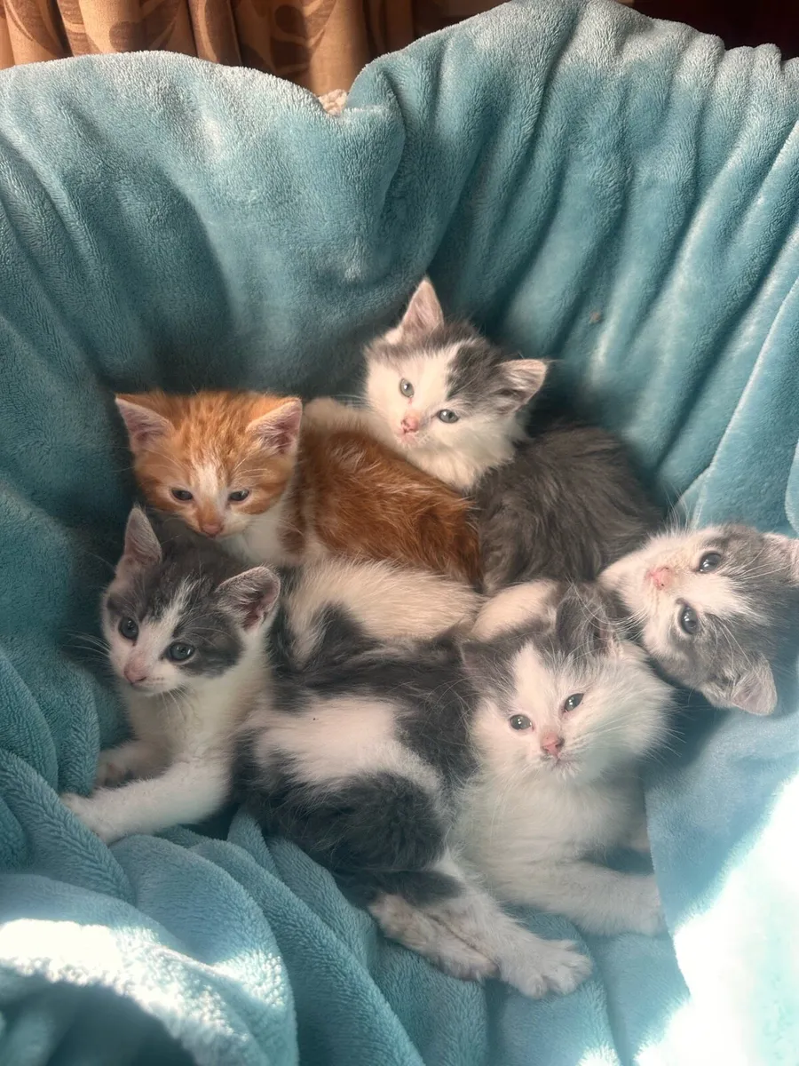 Grey & White Kitten - Image 3
