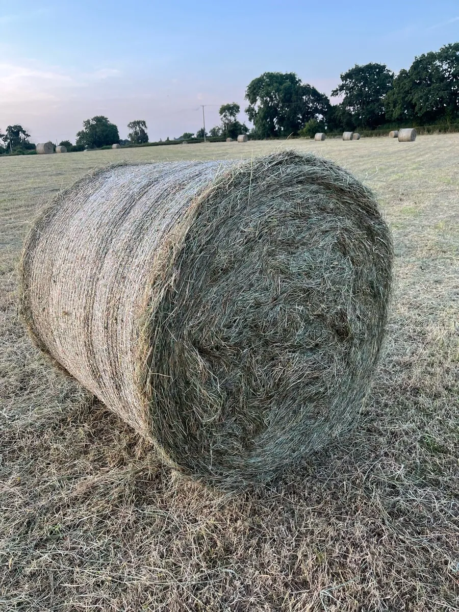 Sheep/horse hay - Image 1