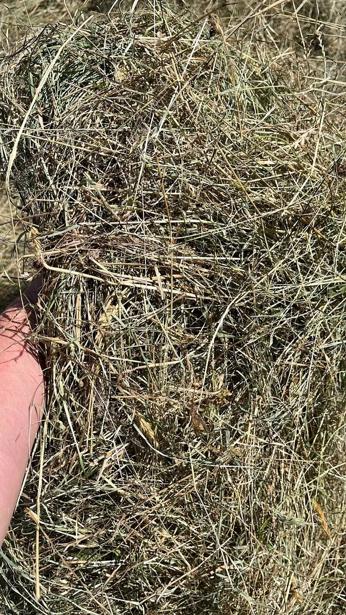 Sheep/horse hay - Image 2