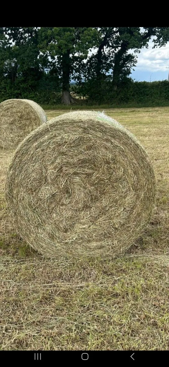 Hay for sale - Image 1