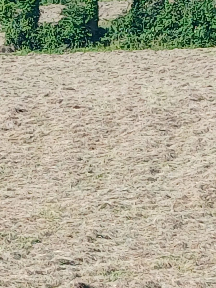 Hay bales - Image 1