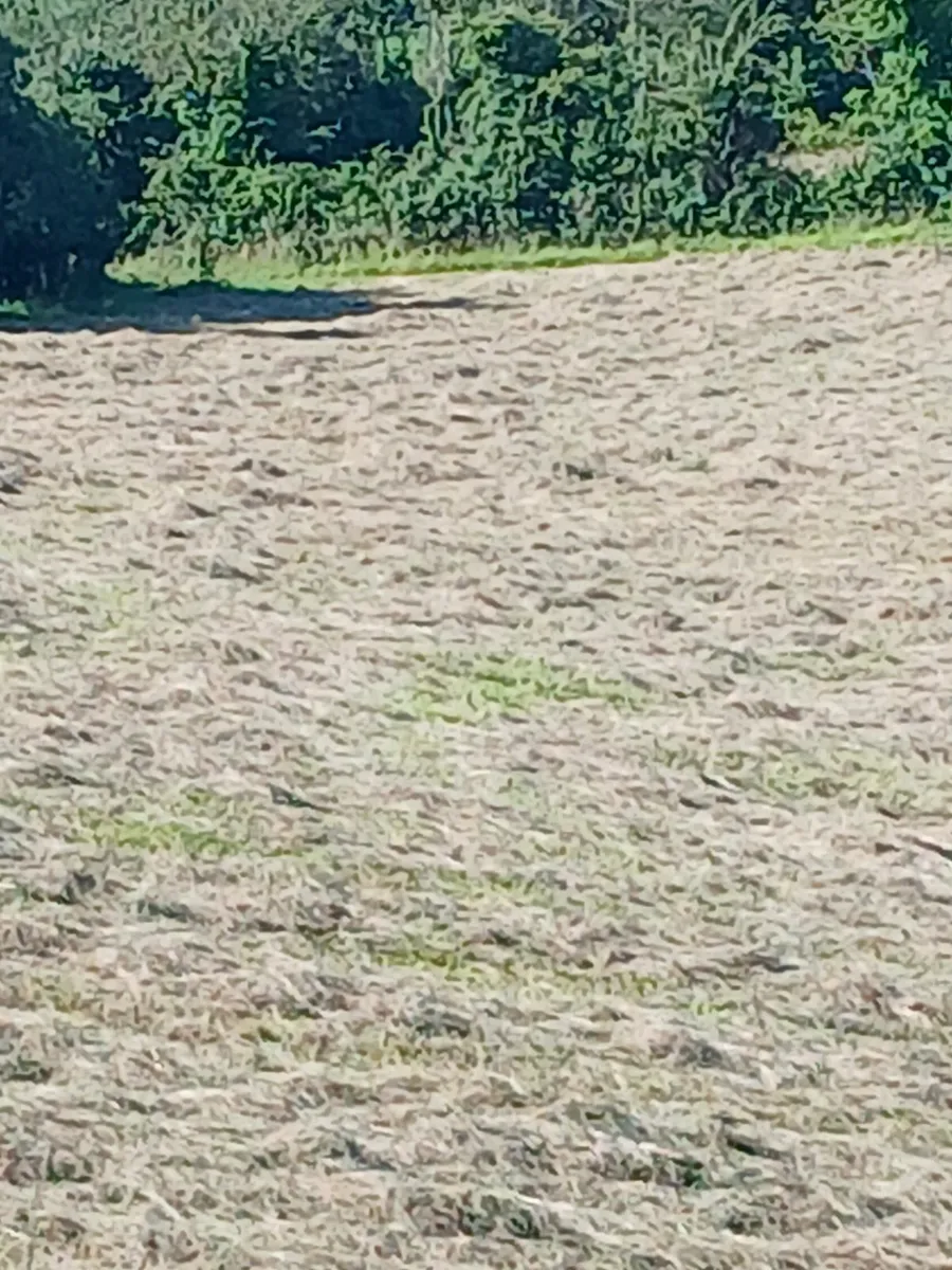 Hay bales - Image 2