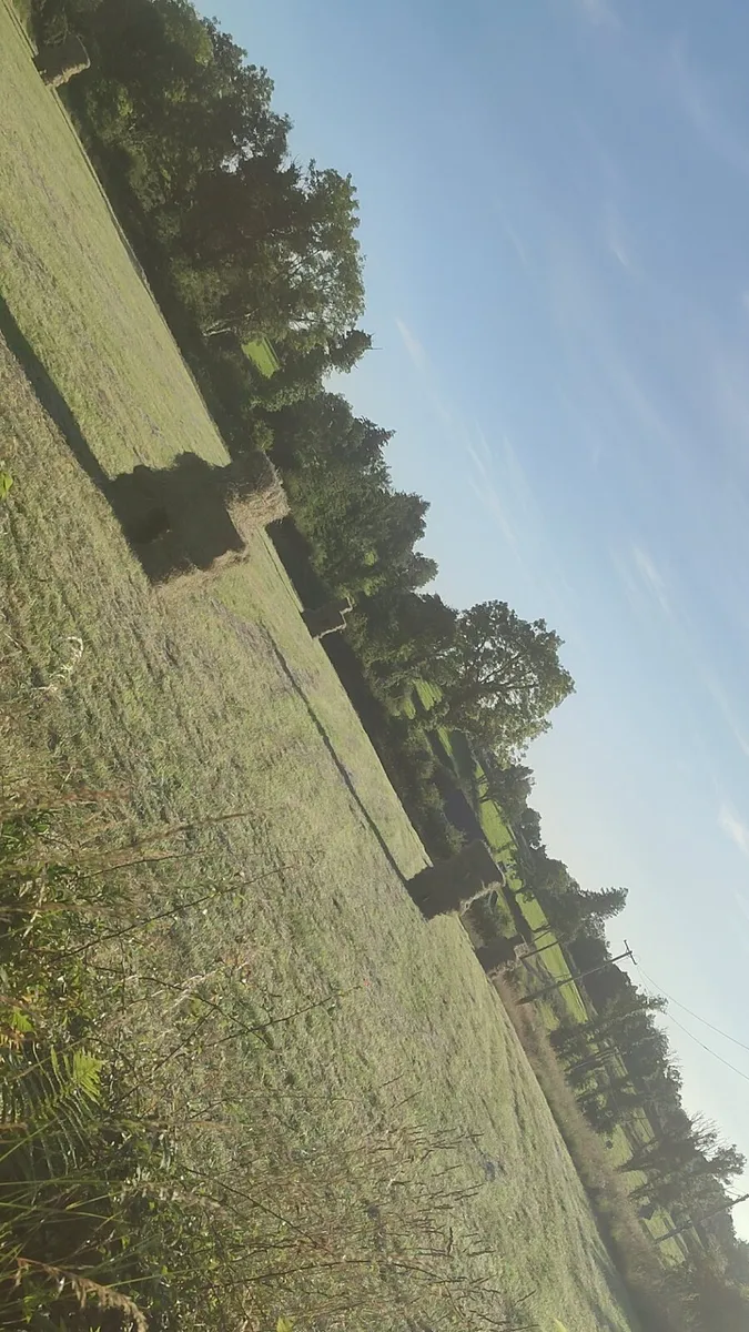 Hay square and round for sale - Image 3