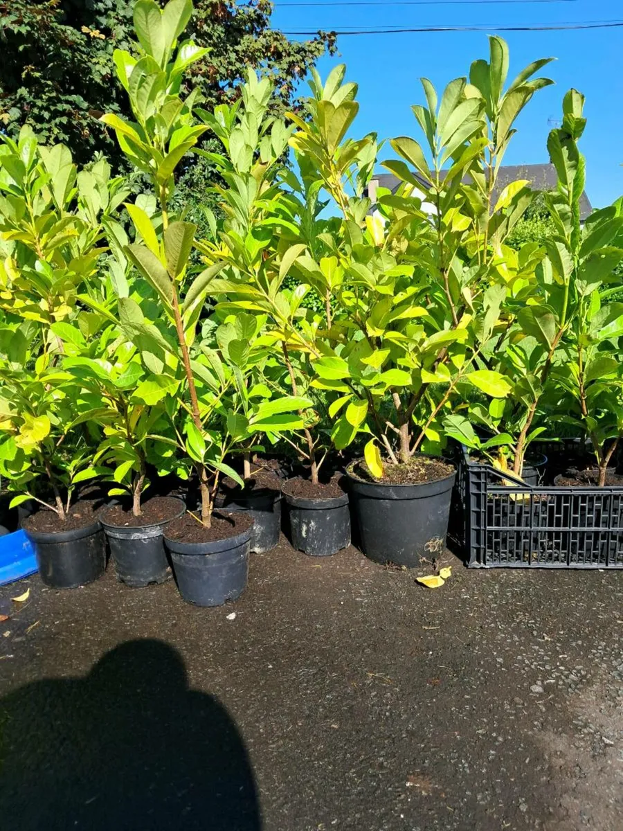 Laurel Hedging - Image 2