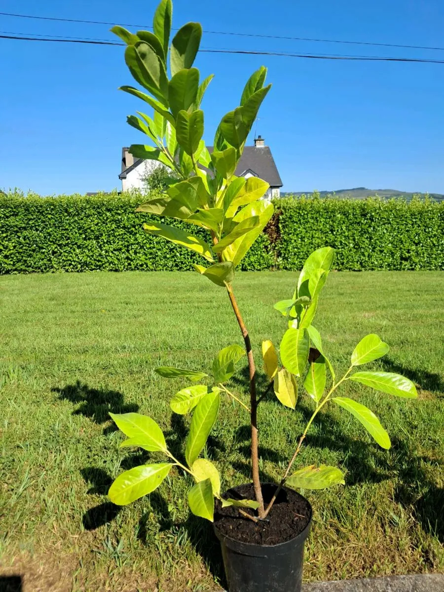 Laurel Hedging - Image 3