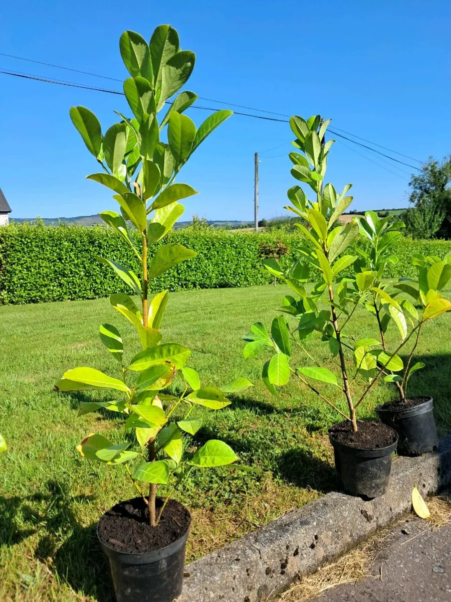 Laurel Hedging - Image 1