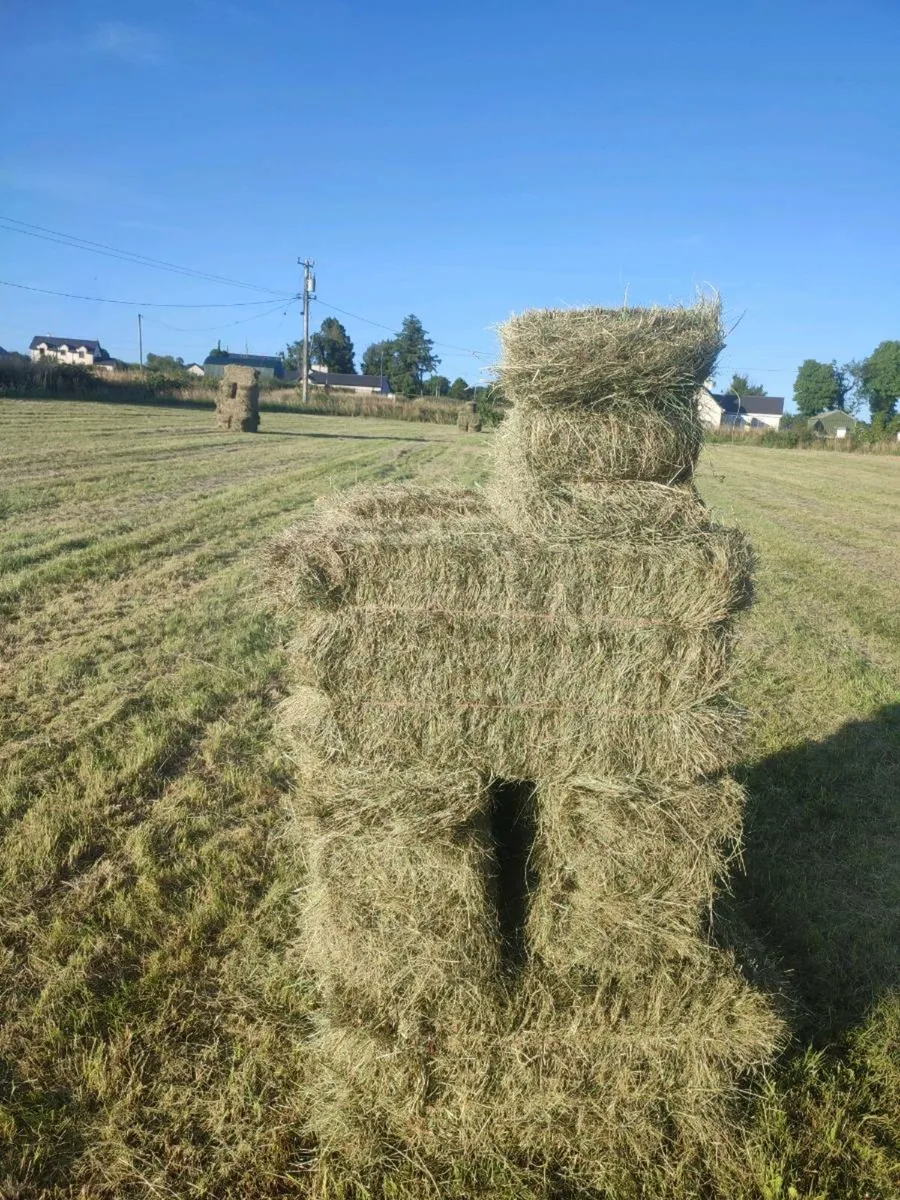 Hay square and round for sale - Image 2