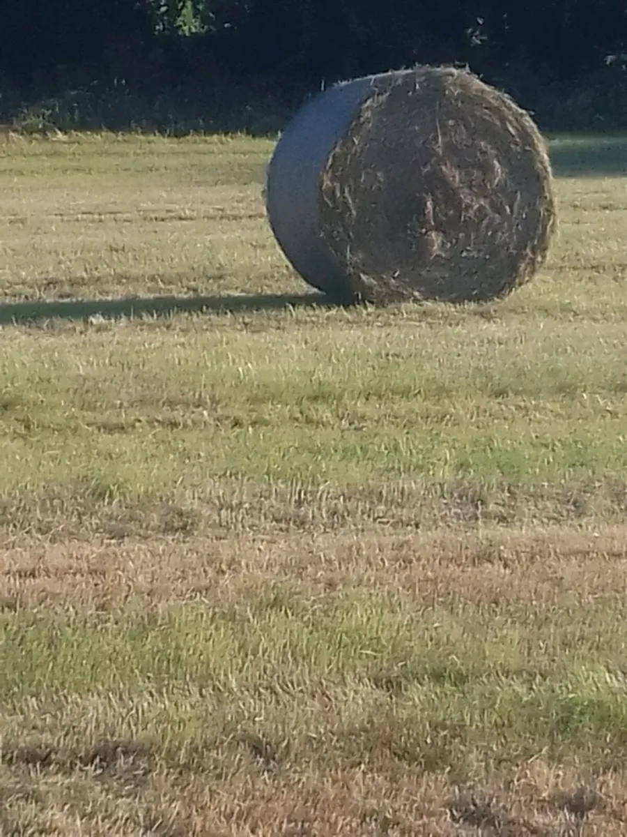 Hay - Image 2